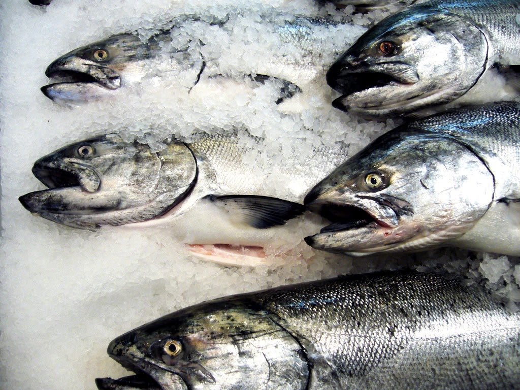 King Salmon - GoodFish Australia's Sustainable Seafood Guide